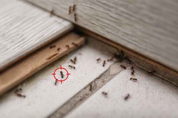 Best Wasp Removal Services  in Selma, AL